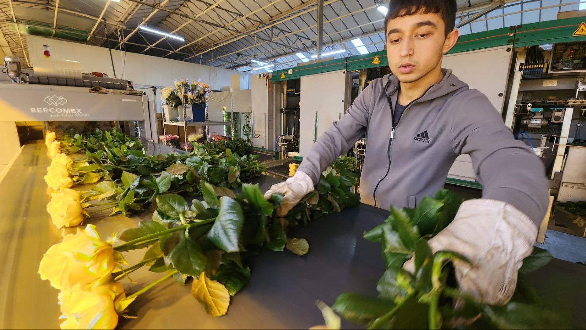 Дмитров, ТК Подосинки, Розы, Минсельхоз,