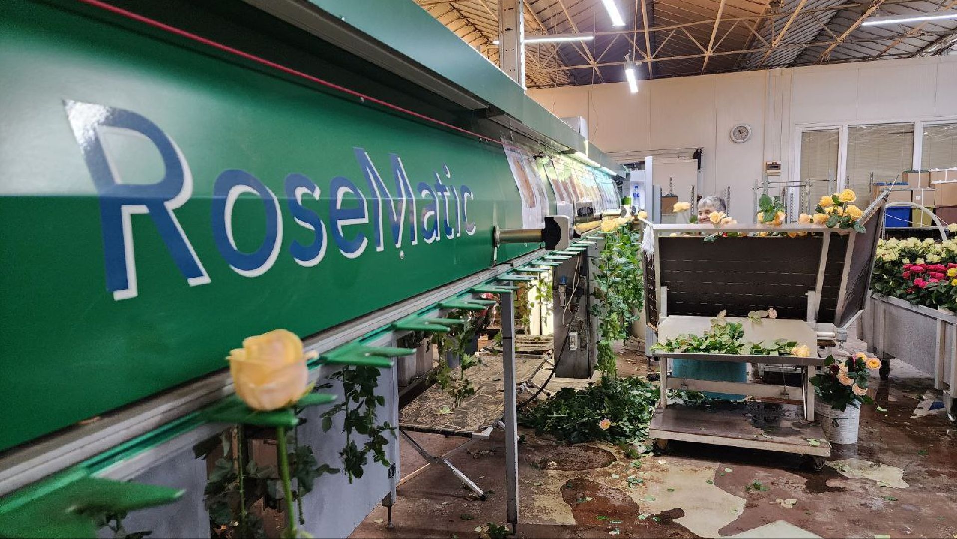 Дмитров, ТК Подосинки, Розы, Минсельхоз,