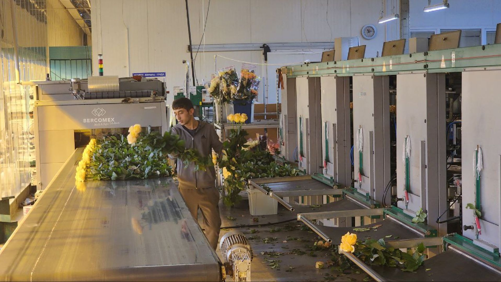 Дмитров, ТК Подосинки, Розы, Минсельхоз,