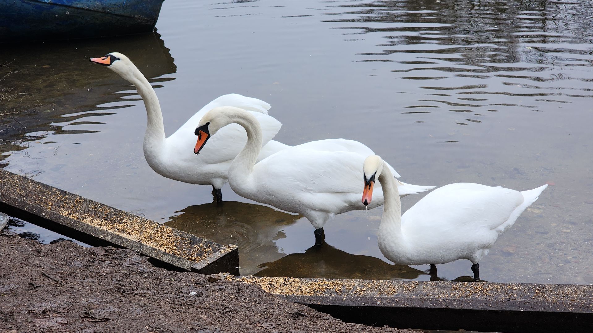подмосковье, парки подмосковья, лебеди, лосино-петровский, долгопрудный,