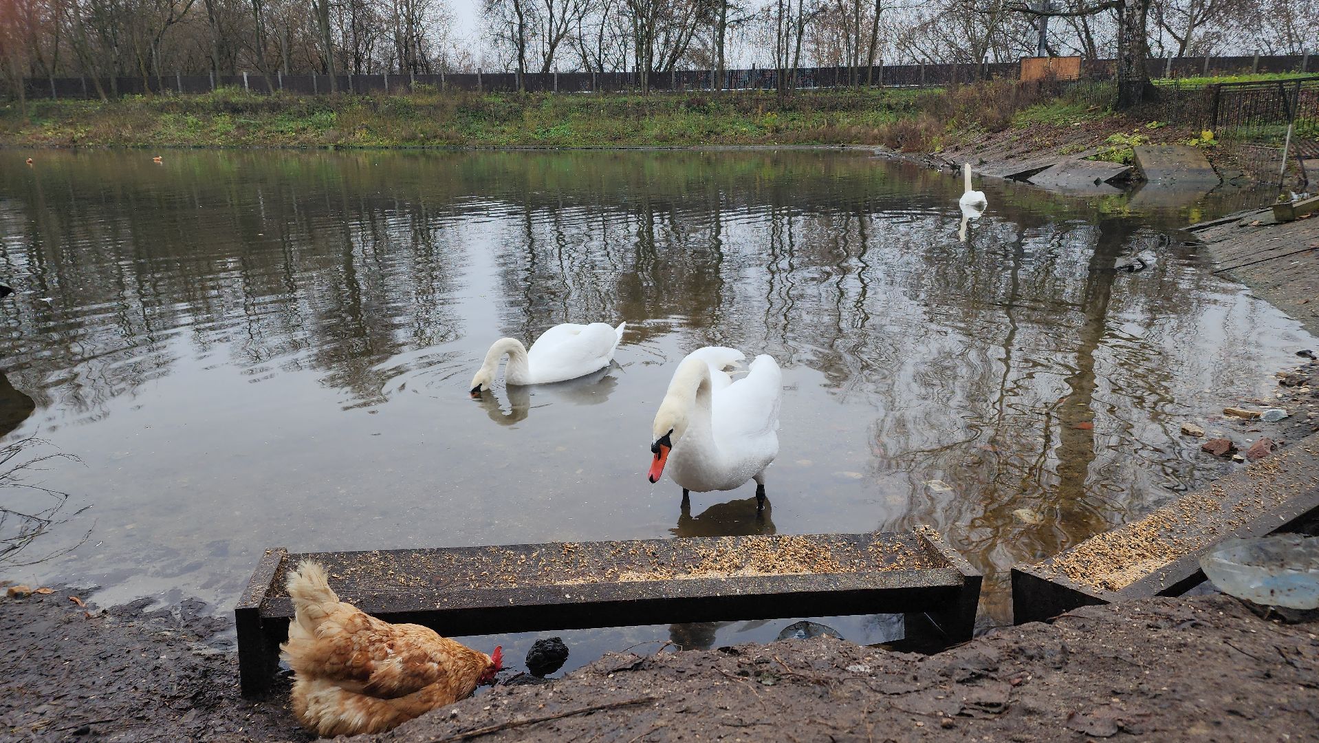 подмосковье, парки подмосковья, лебеди, лосино-петровский, долгопрудный,