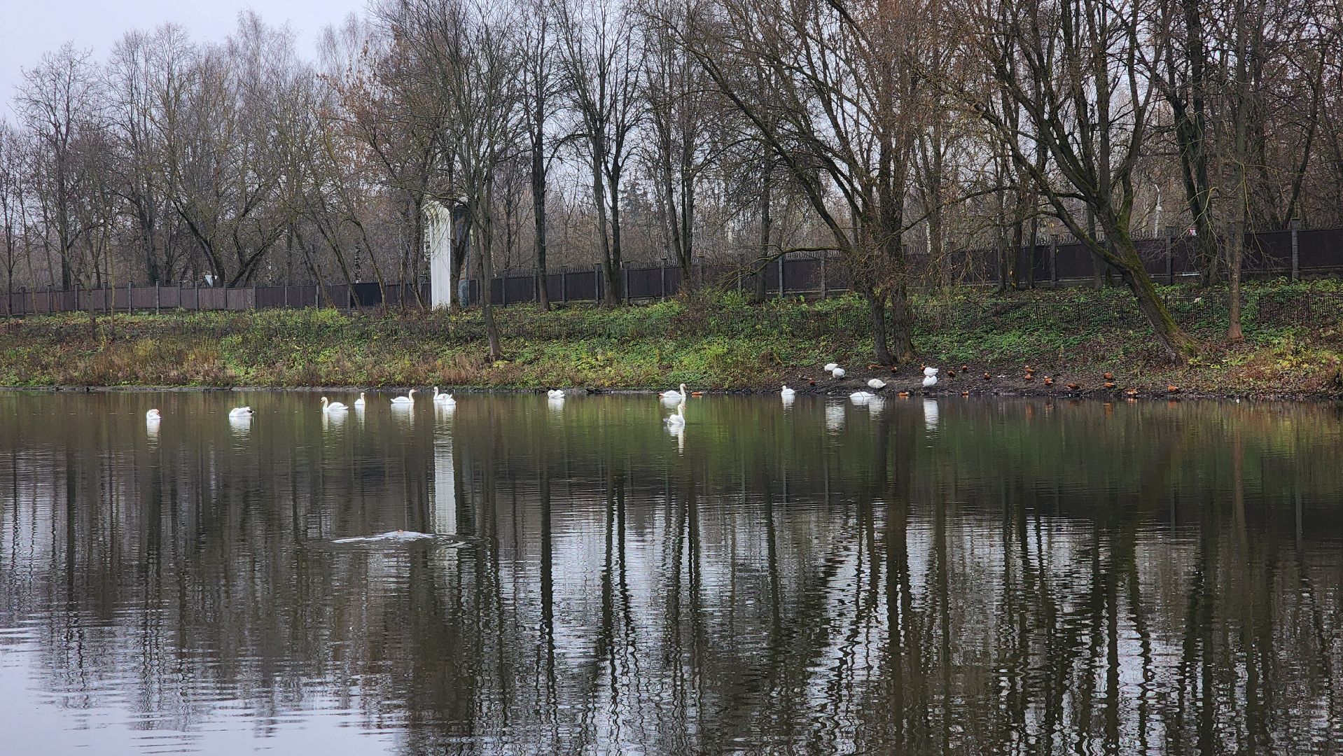 подмосковье, парки подмосковья, лебеди, лосино-петровский, долгопрудный,