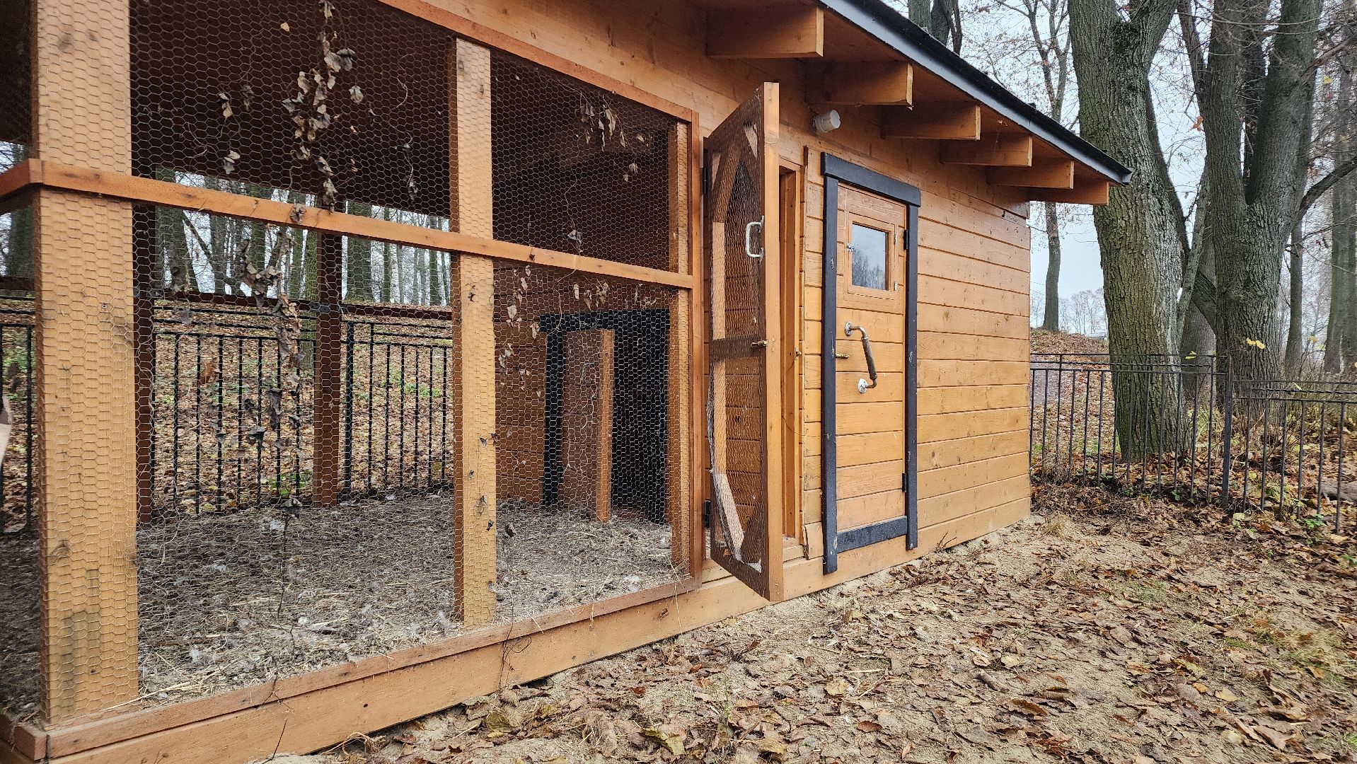 подмосковье, парки подмосковья, лебеди, лосино-петровский, долгопрудный,