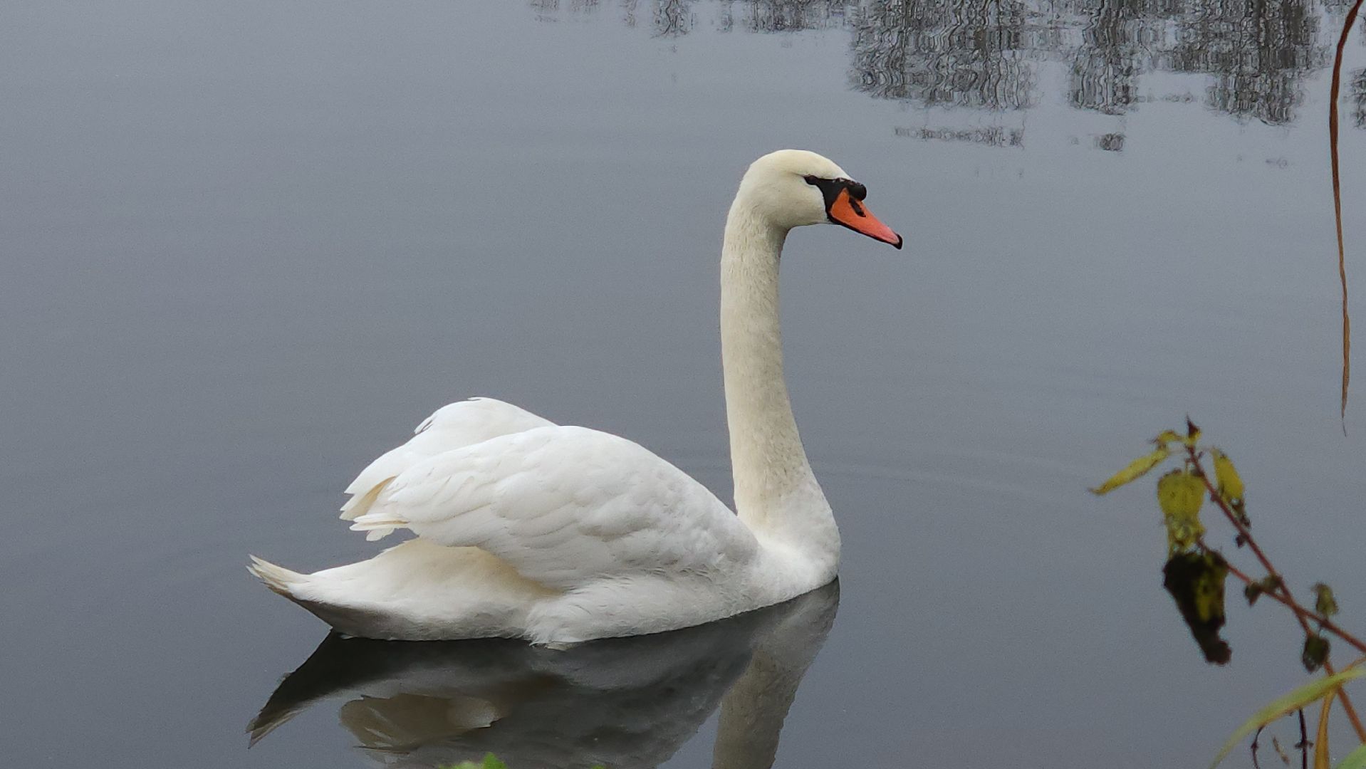 подмосковье, парки подмосковья, лебеди, лосино-петровский, долгопрудный,