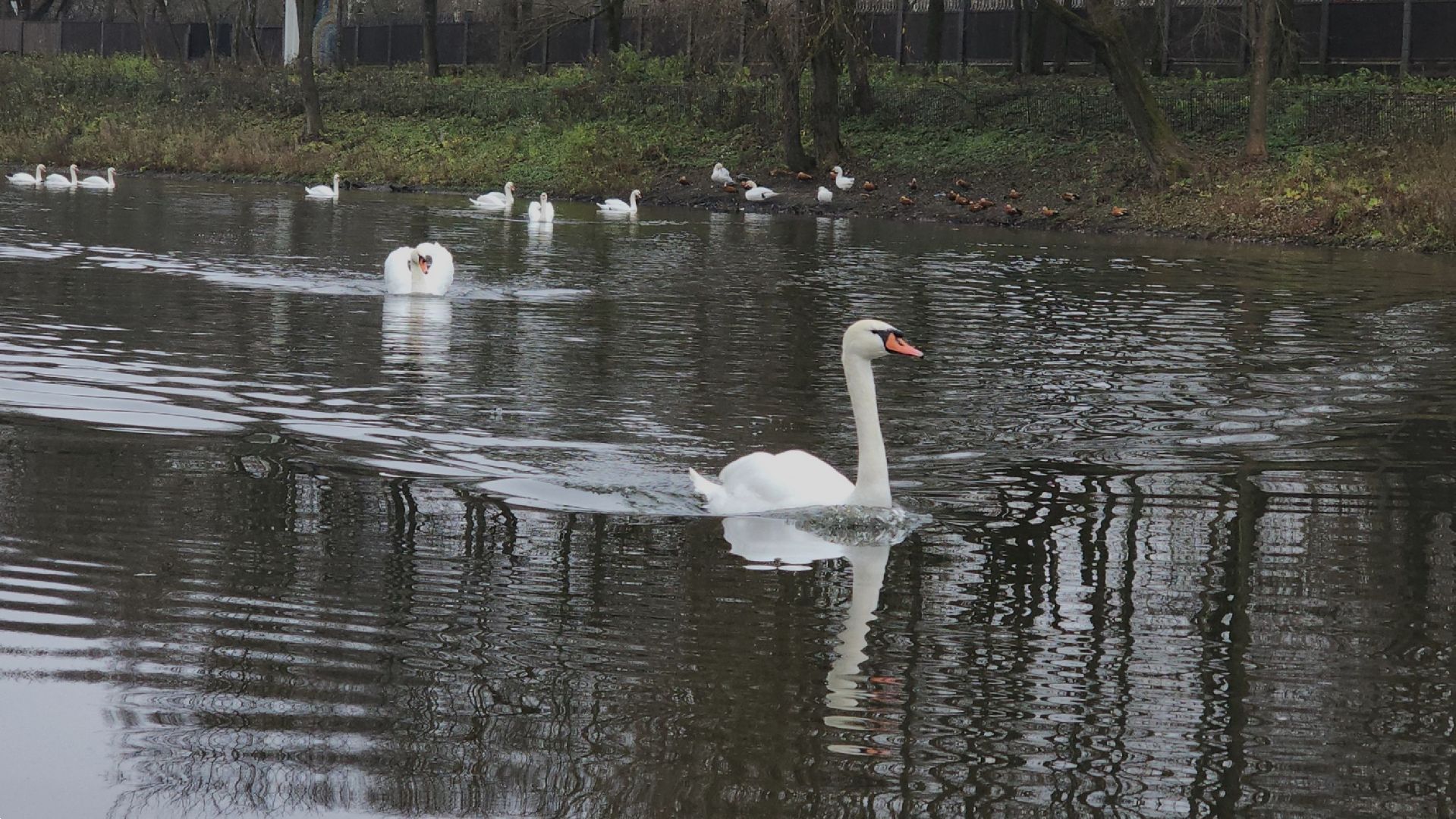 подмосковье, парки подмосковья, лебеди, лосино-петровский, долгопрудный,