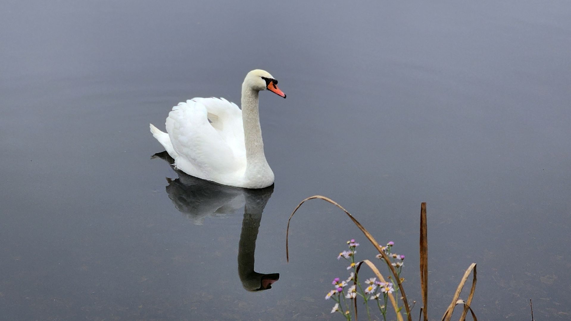 подмосковье, парки подмосковья, лебеди, лосино-петровский, долгопрудный,