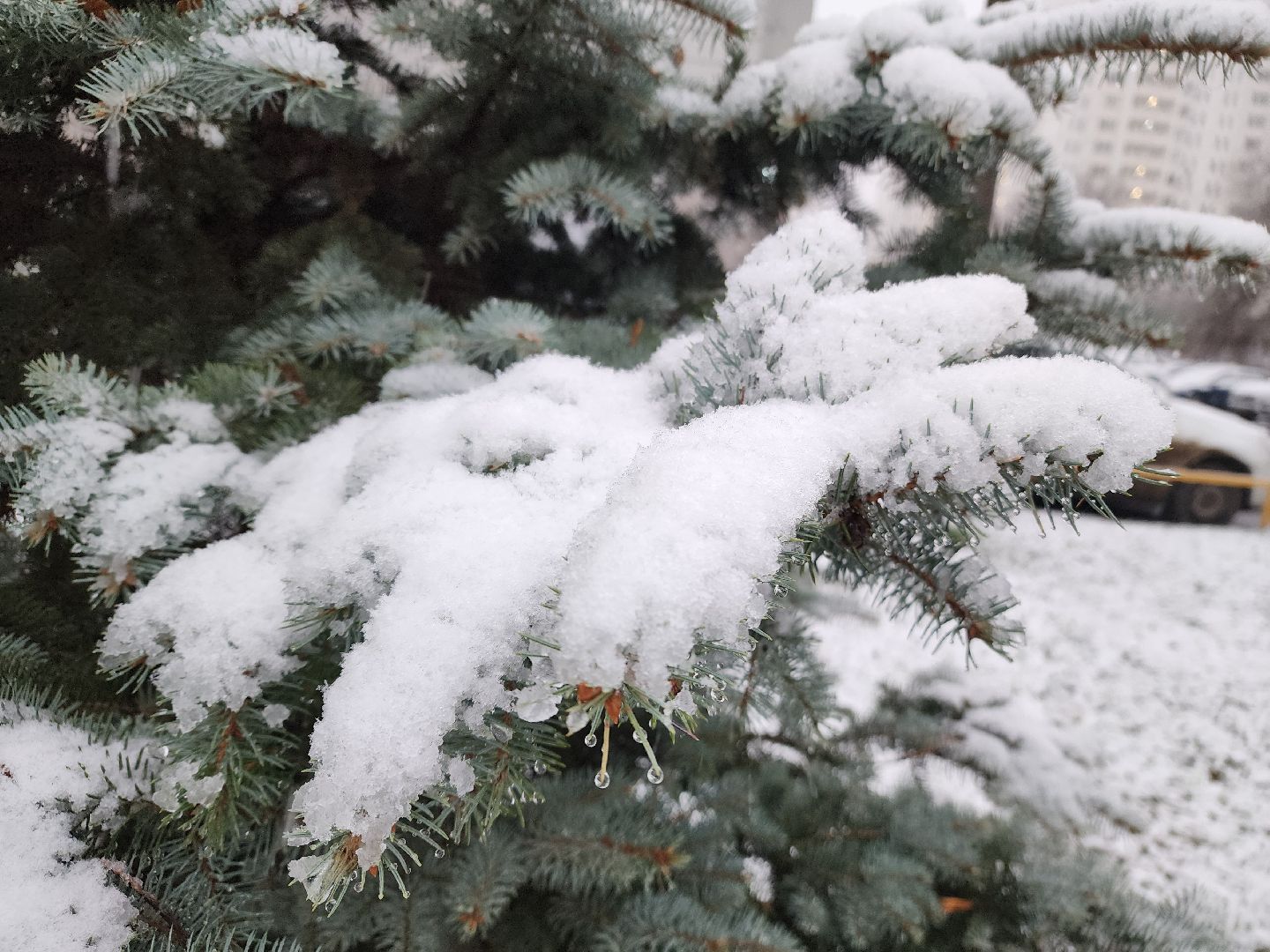 подольск, первый снег, Снежки, погода,