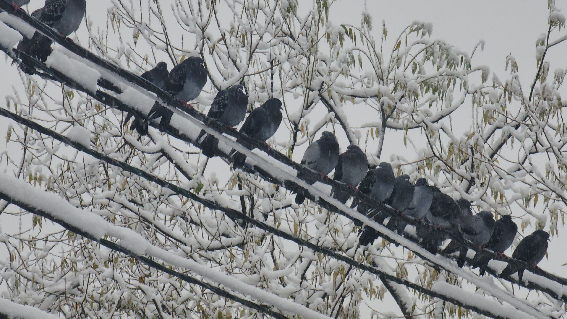 первый снег, уборка снега, красногорск,