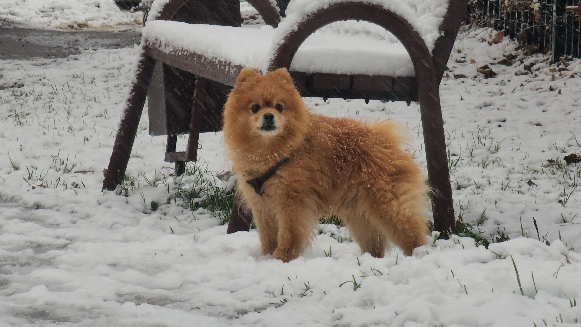 первый снег, уборка снега, красногорск,