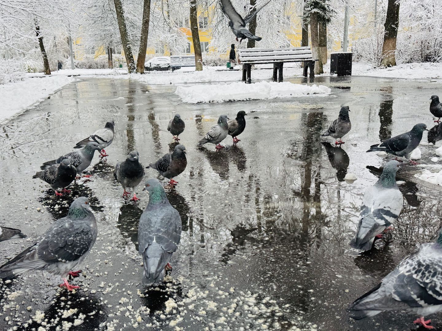 Пересвет , Сергиево-Посадский округ, снегопад ,