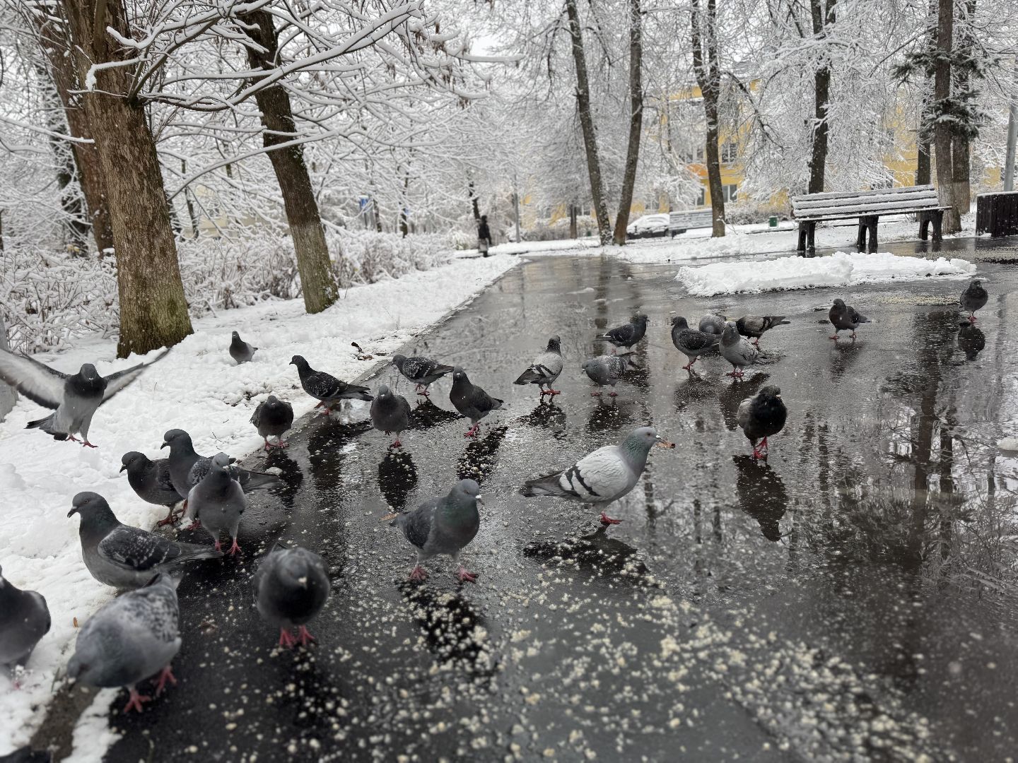 Пересвет , Сергиево-Посадский округ, снегопад ,