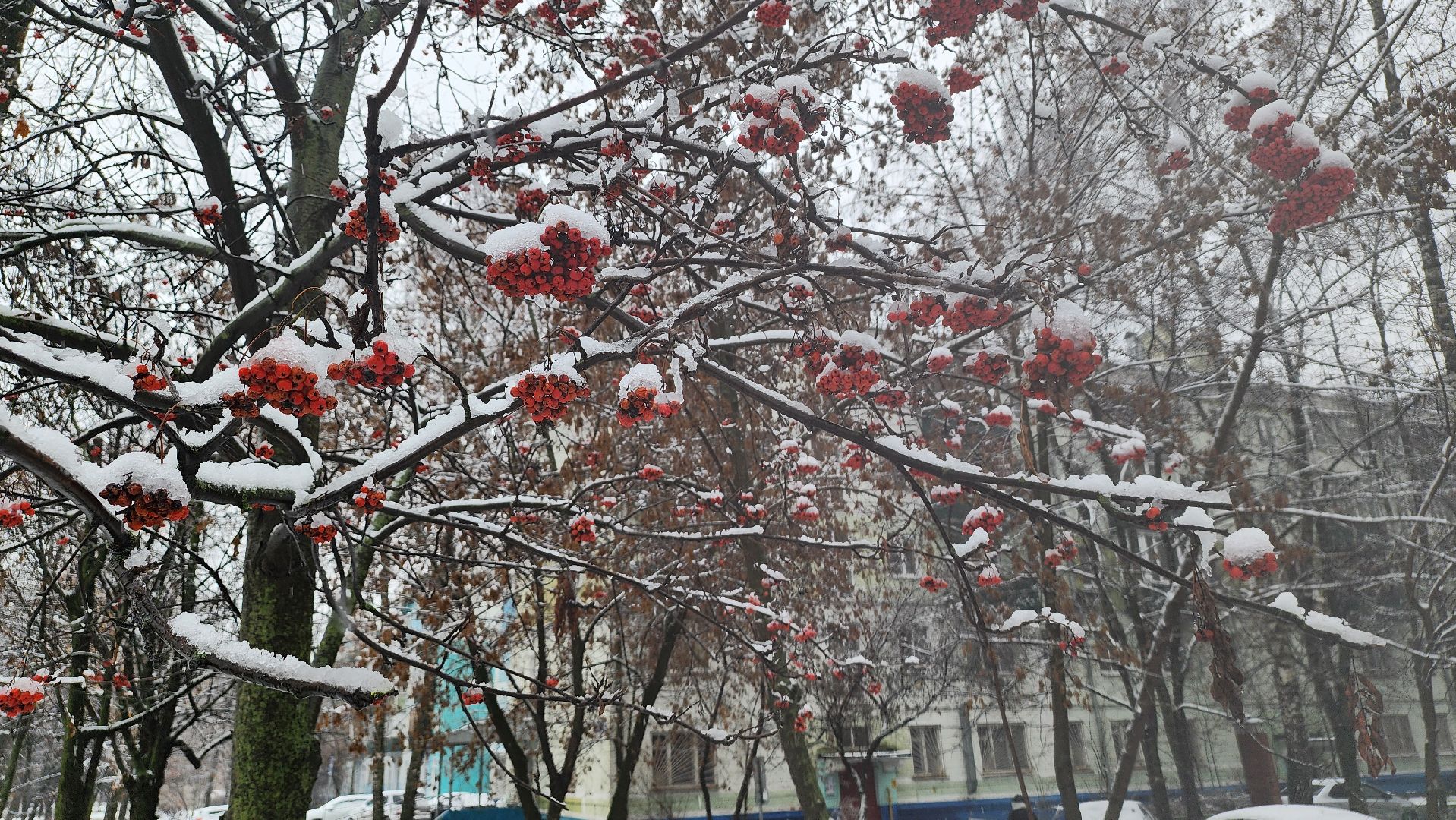 люберцы, комбинат по благоустройству, уборка снега,