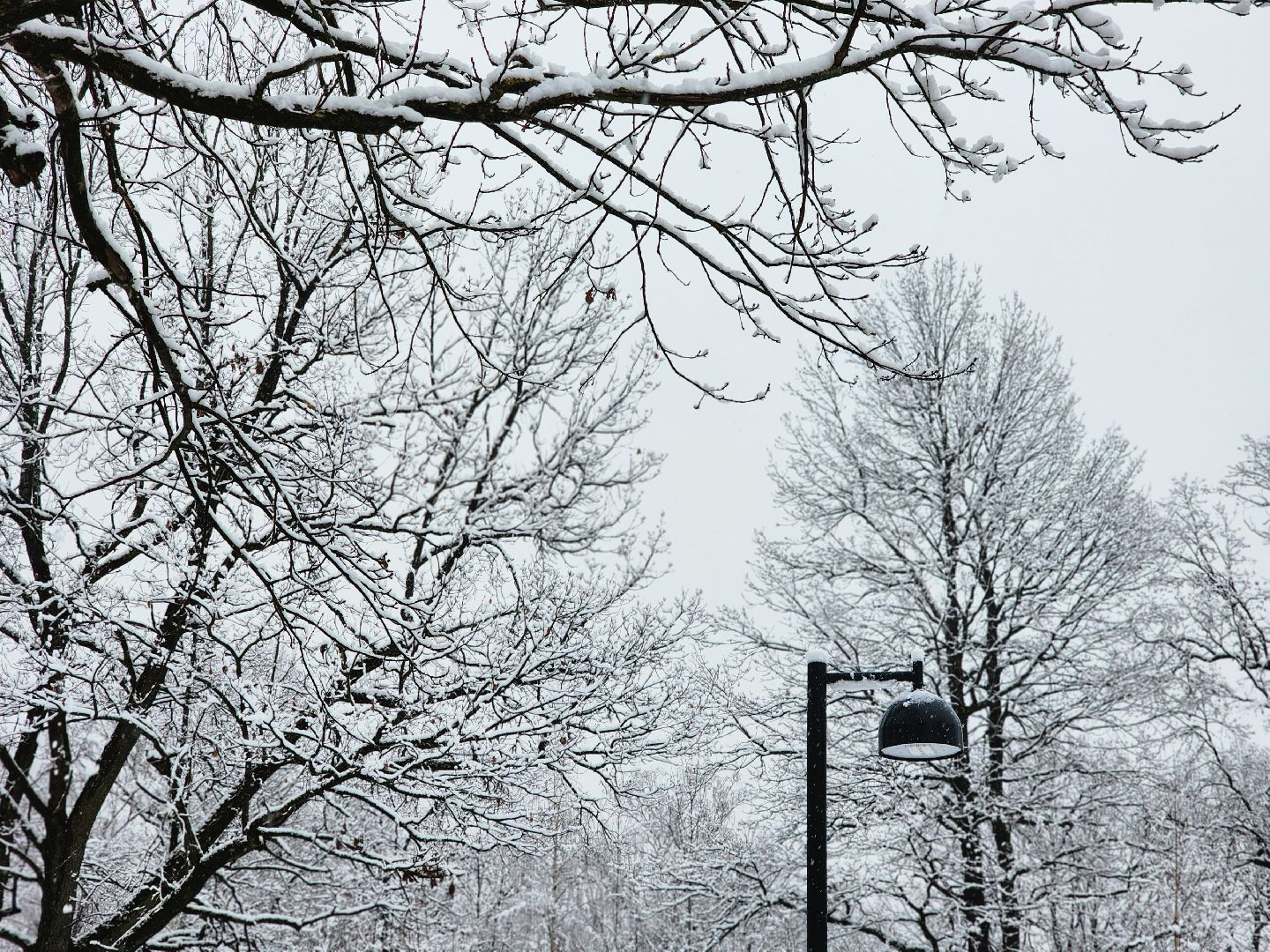 фрязино, снегопад, ликвидация последствий снегопада, снеговики, лесопарк, дворники,