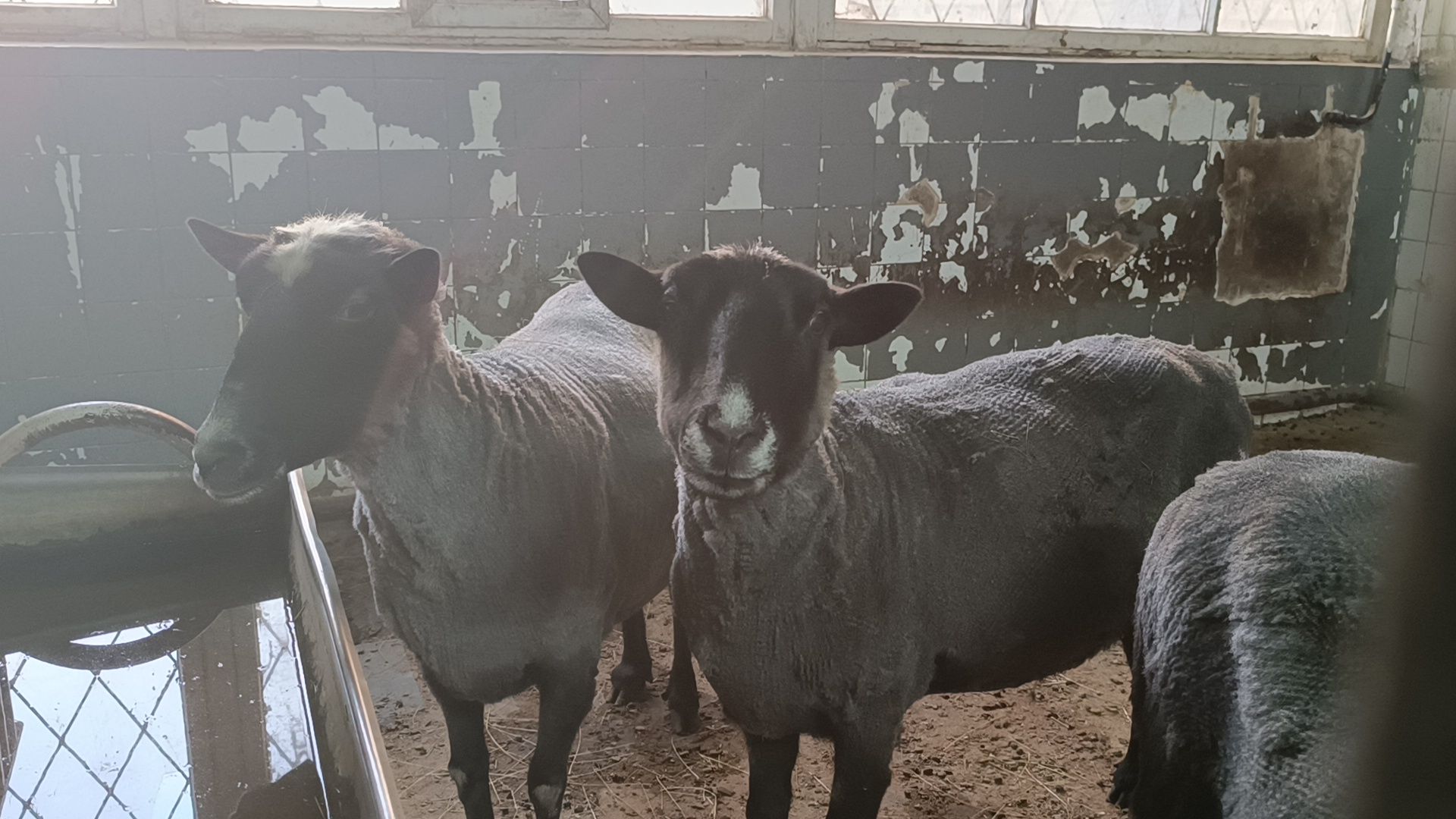 сельское хозяйство, лобня, наука,