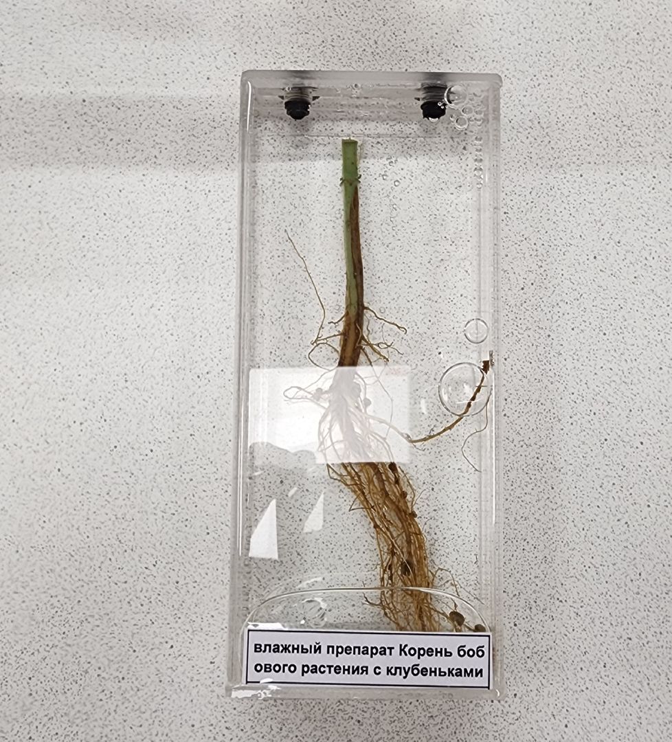 Образование , Новые технологии , Современная школа , Профориентация , Новая школа в микрорайоне Восточном , Образование в Звенигороде ,