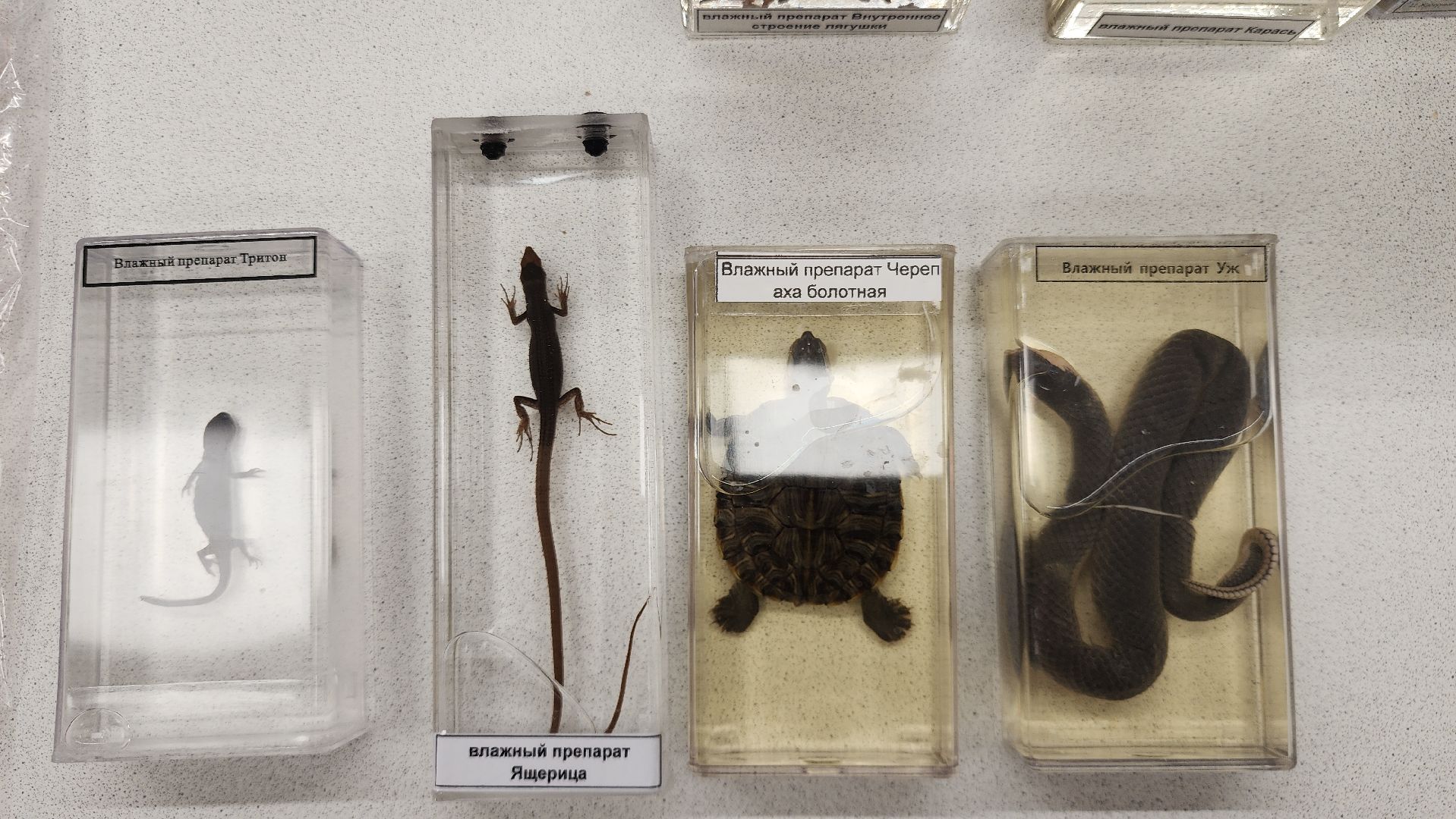 Образование , Новые технологии , Современная школа , Профориентация , Новая школа в микрорайоне Восточном , Образование в Звенигороде ,