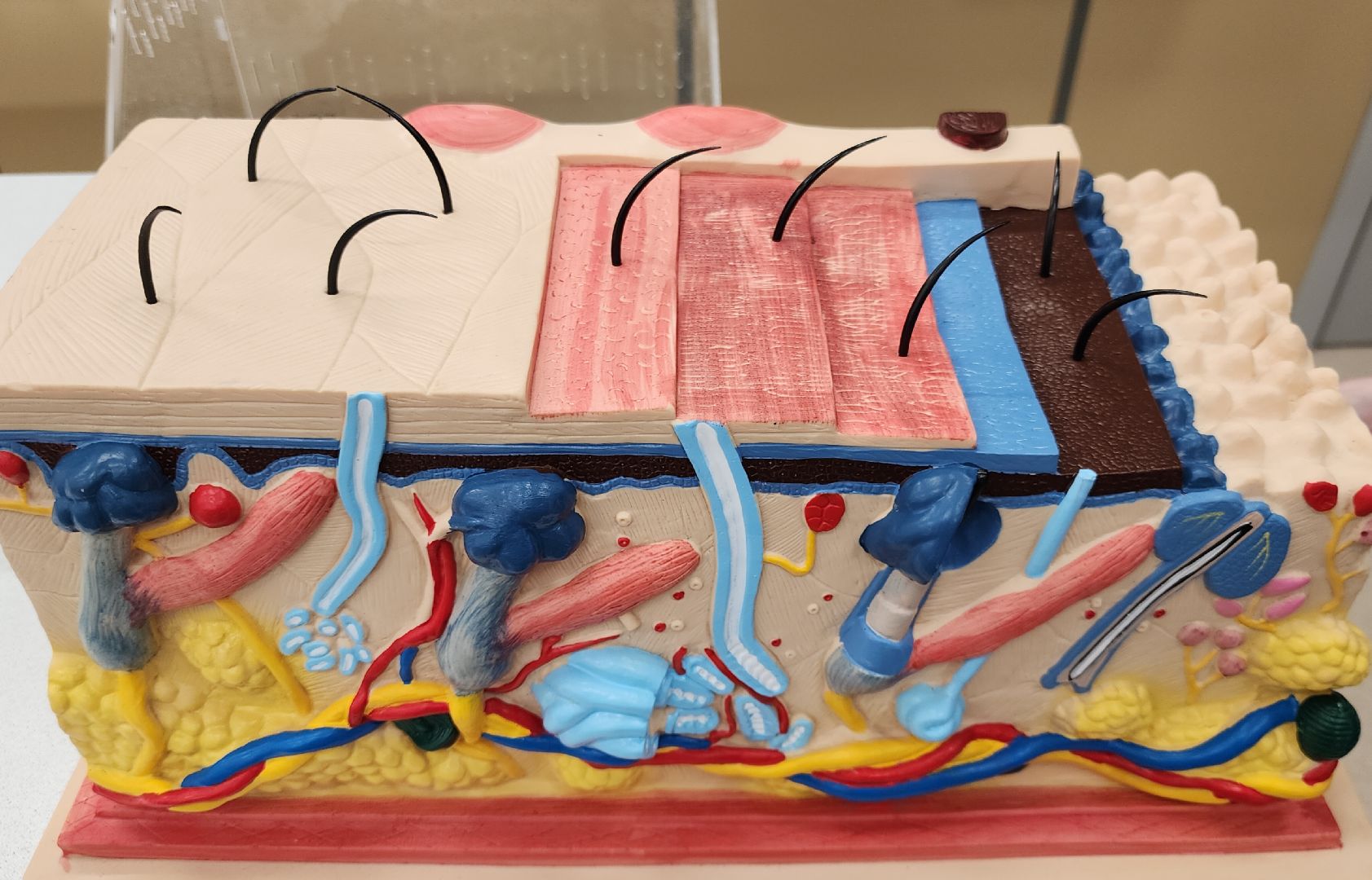 Образование , Новые технологии , Современная школа , Профориентация , Новая школа в микрорайоне Восточном , Образование в Звенигороде ,