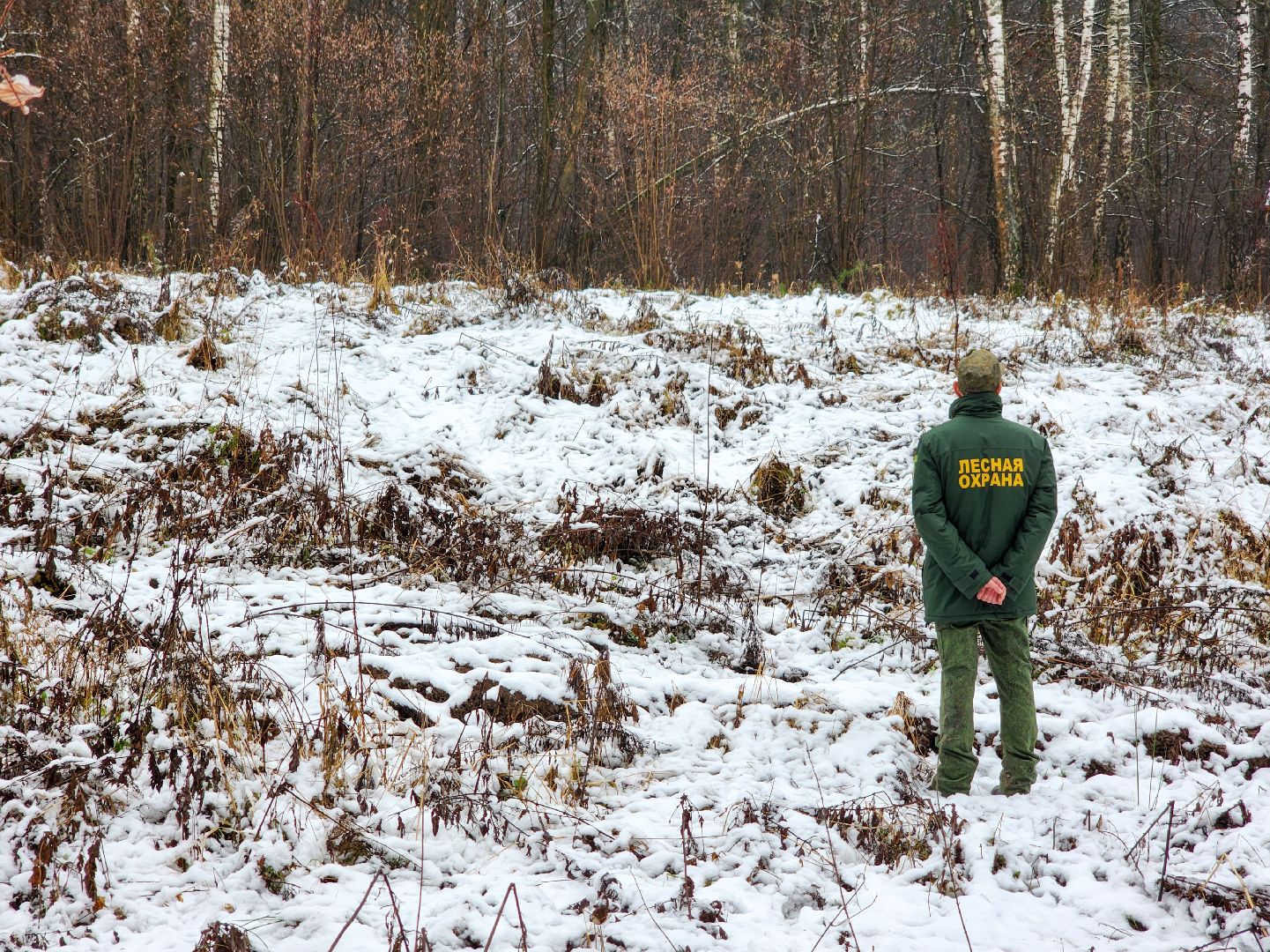 Подольск,Лесное хозяйство, Лесничество,