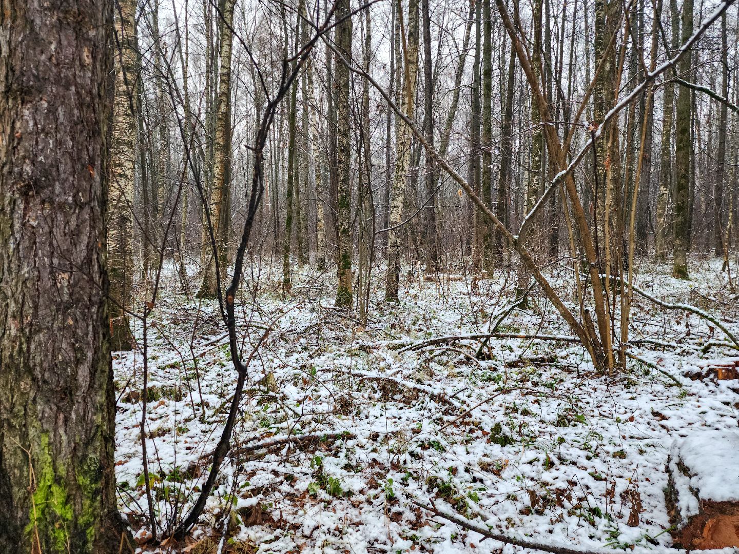 Подольск,Лесное хозяйство, Лесничество,