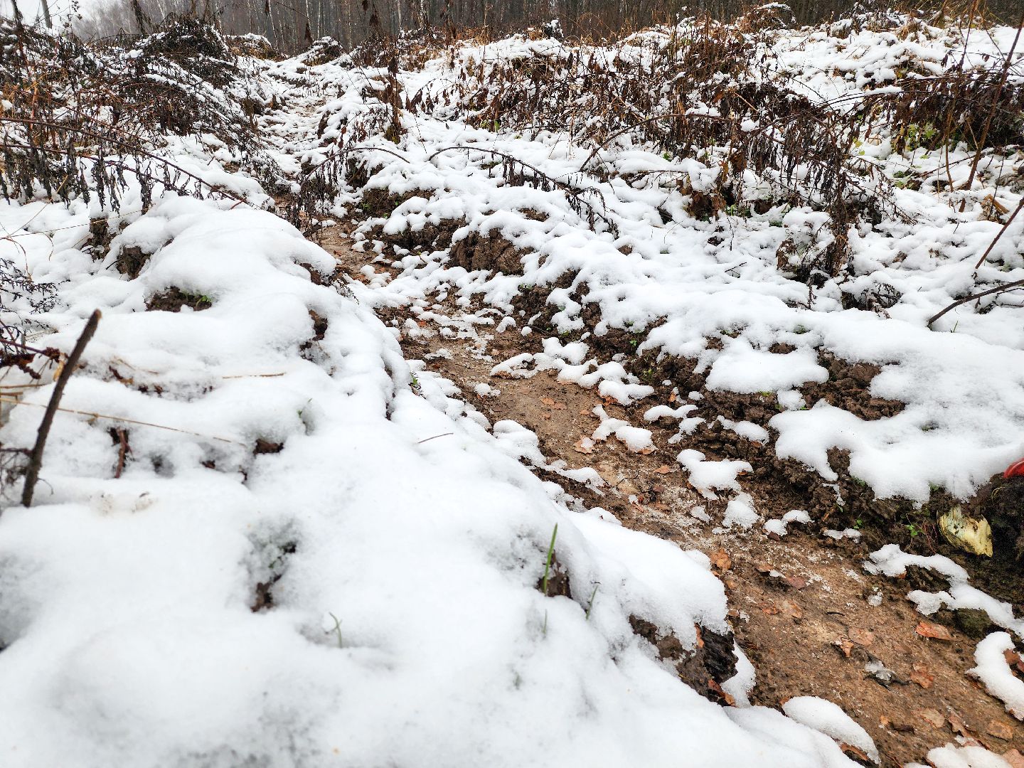 Подольск,Лесное хозяйство, Лесничество,