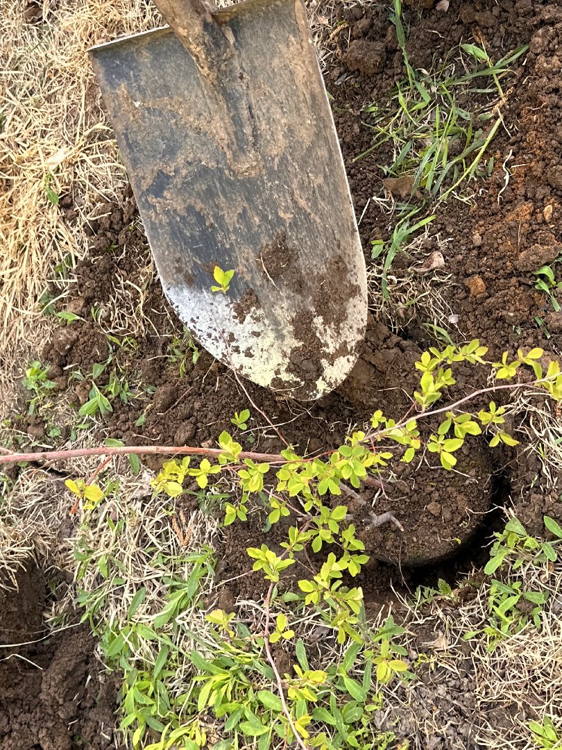 Экология, Лес Победы, Одинцово, Сад Памяти