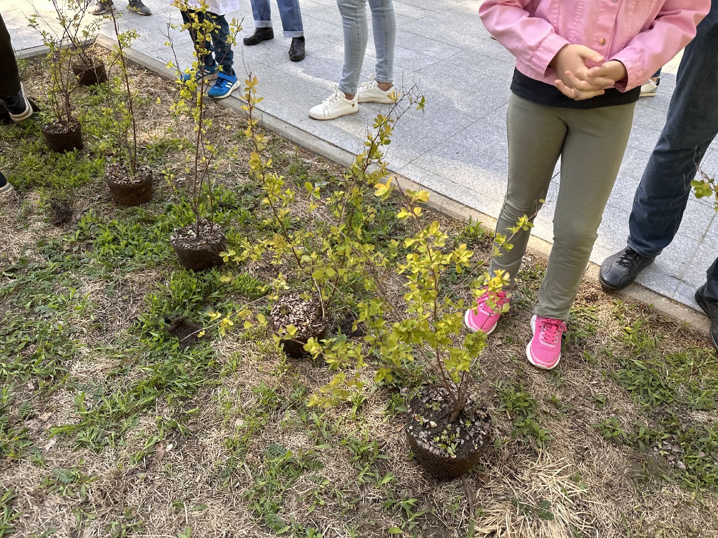 Экология, Лес Победы, Одинцово, Сад Памяти