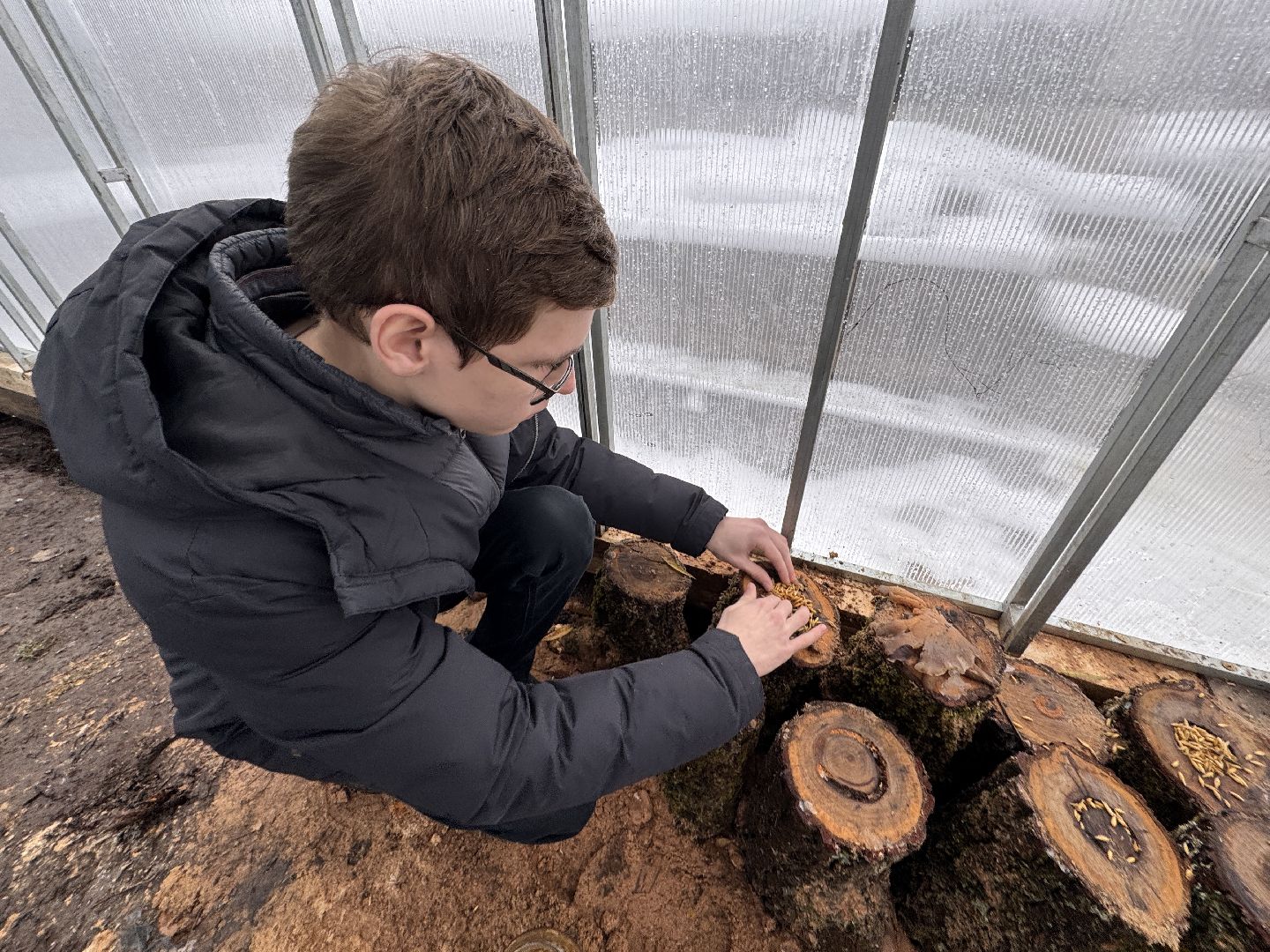 Грибы в Одинцово, Экология, Эксперимент школьника,