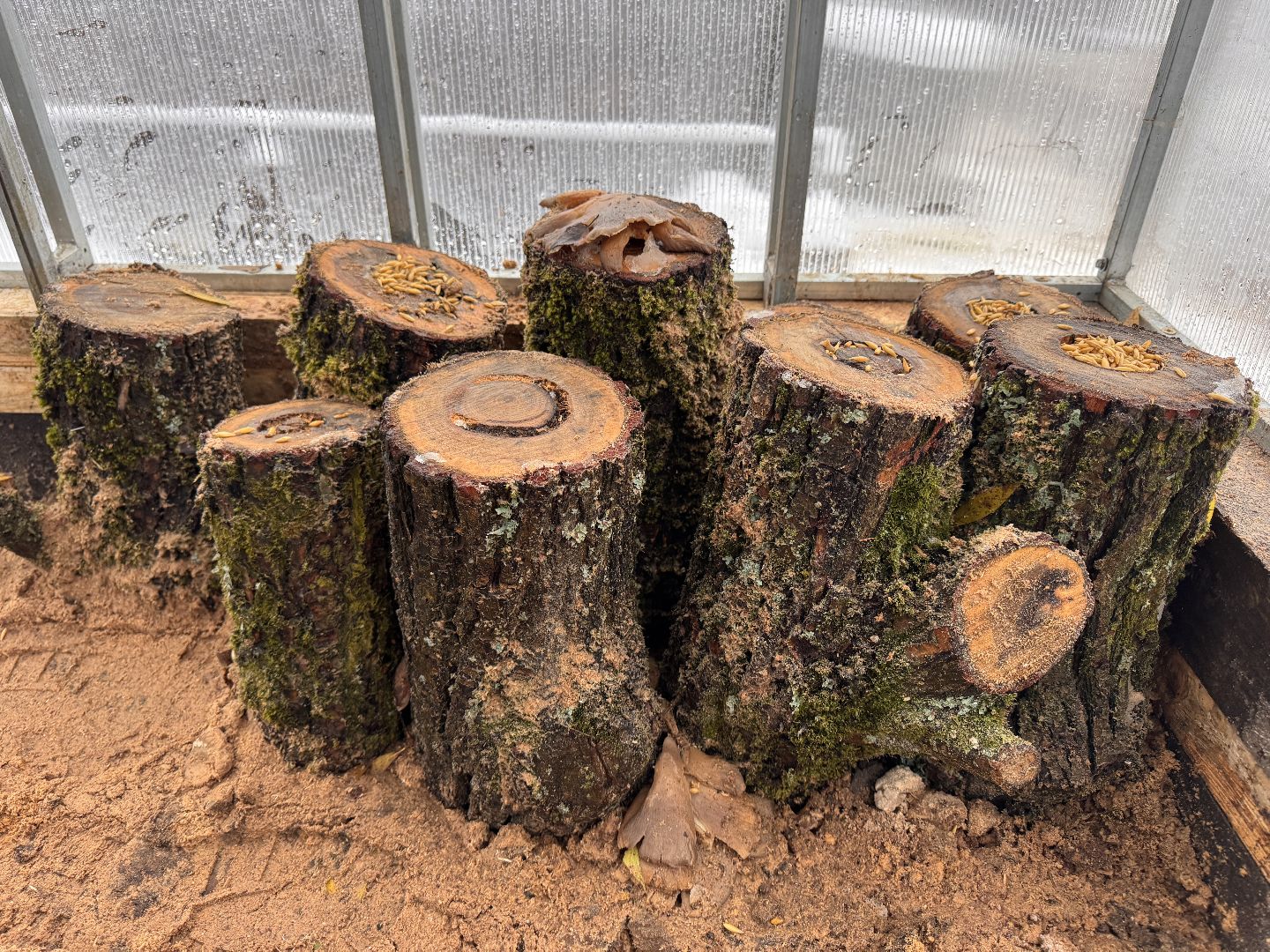 Грибы в Одинцово, Экология, Эксперимент школьника,