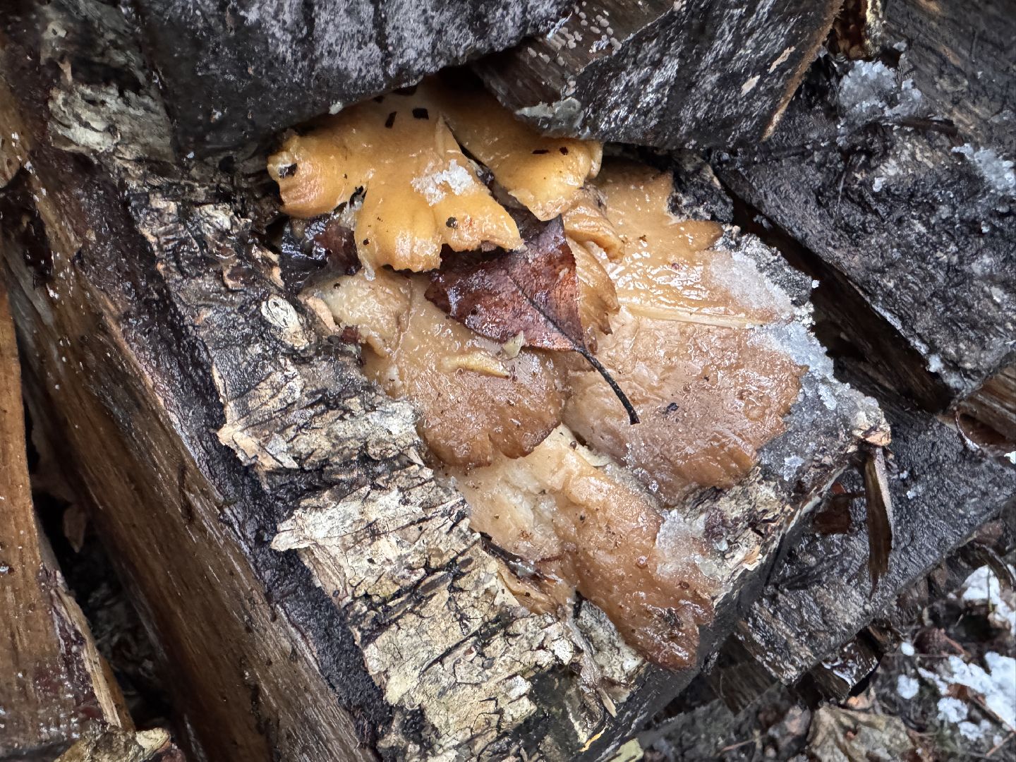 Грибы в Одинцово, Экология, Эксперимент школьника,
