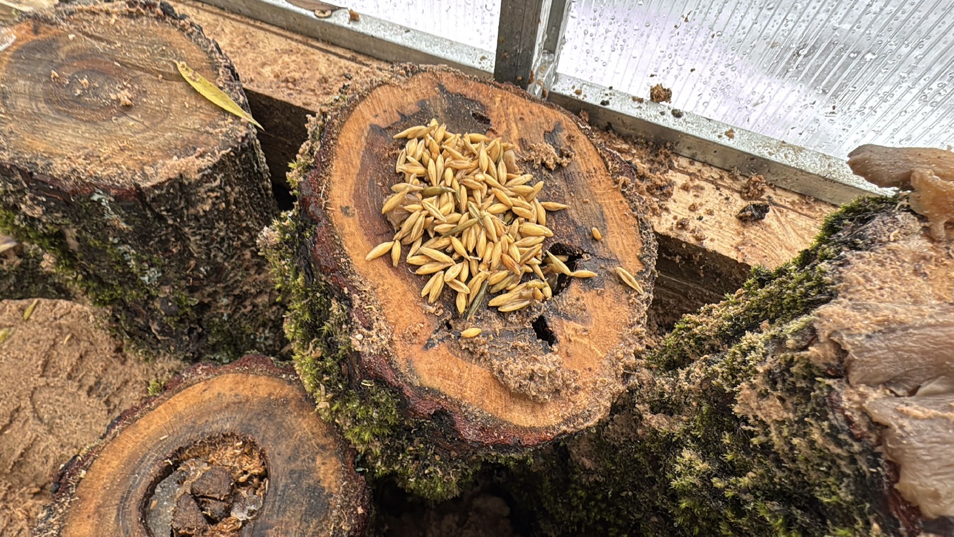 Грибы в Одинцово, Экология, Эксперимент школьника,