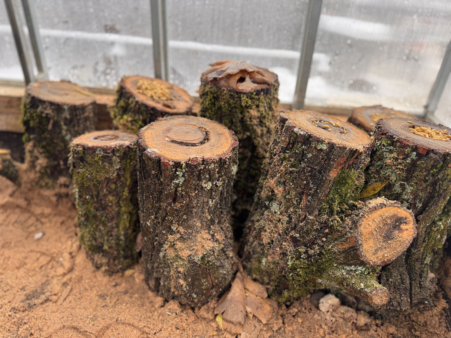 Грибы в Одинцово, Экология, Эксперимент школьника,