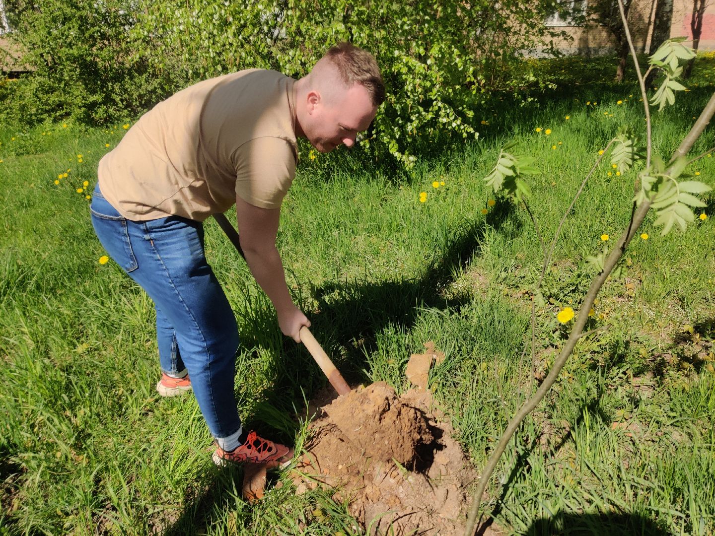 Красноармейск, Пушкинский, Лес Победы, аллея рябин, саженцы