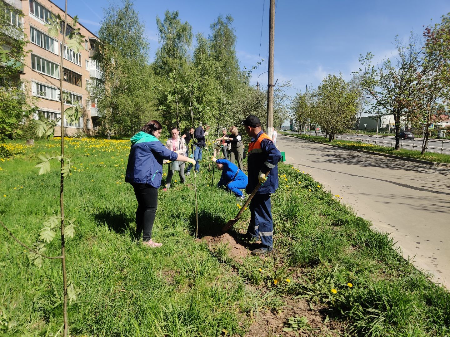 Красноармейск, Пушкинский, Лес Победы, аллея рябин, саженцы