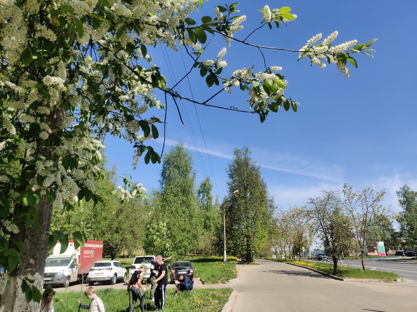 Красноармейск, Пушкинский, Лес Победы, аллея рябин, саженцы