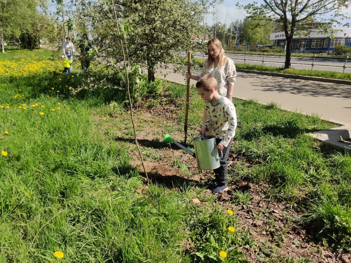 Красноармейск, Пушкинский, Лес Победы, аллея рябин, саженцы