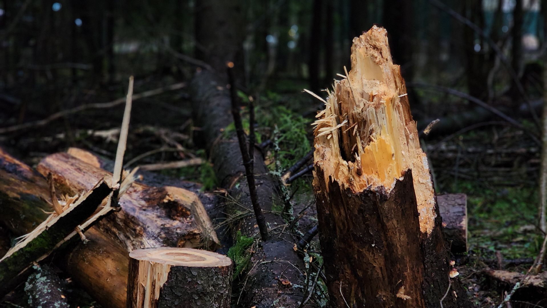 Руза, Лесничество, санитарная вырубка леса, Экология,