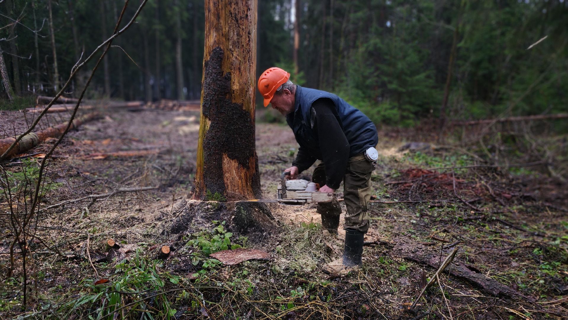 Руза, Лесничество, санитарная вырубка леса, Экология,