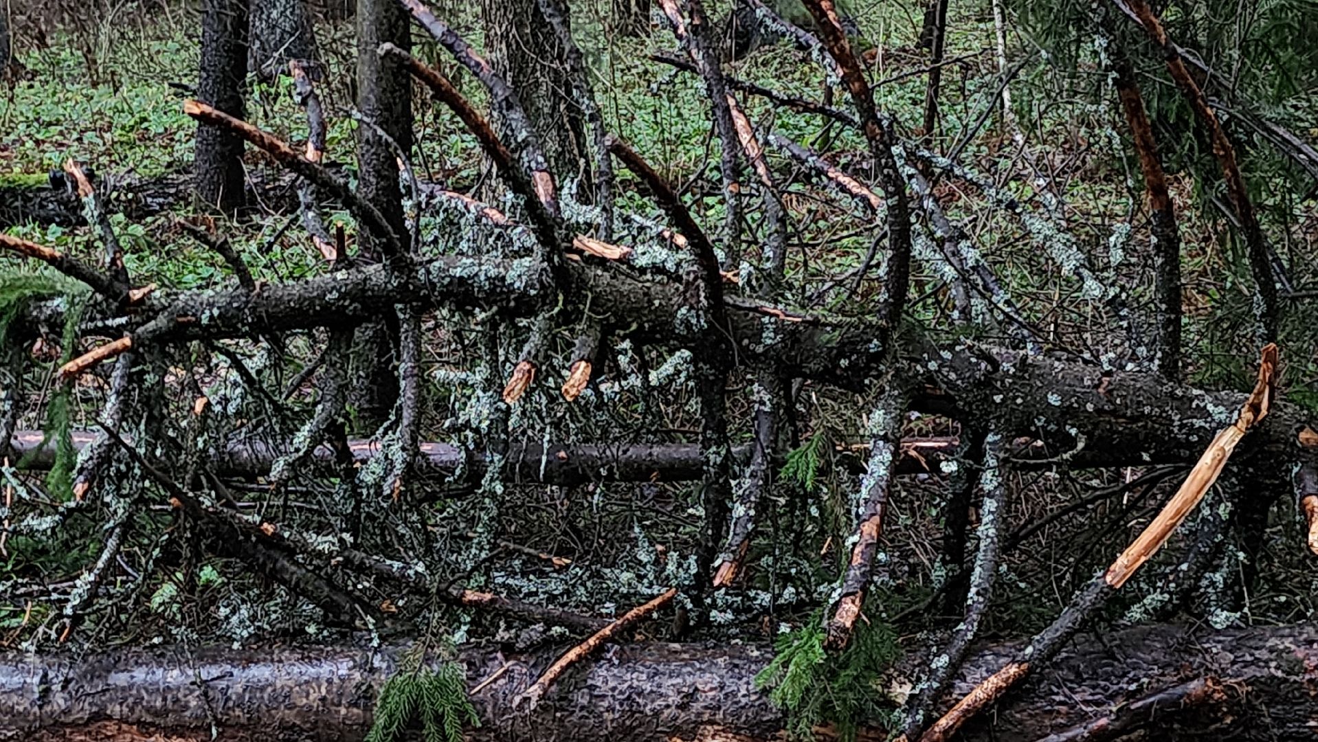Руза, Лесничество, санитарная вырубка леса, Экология,