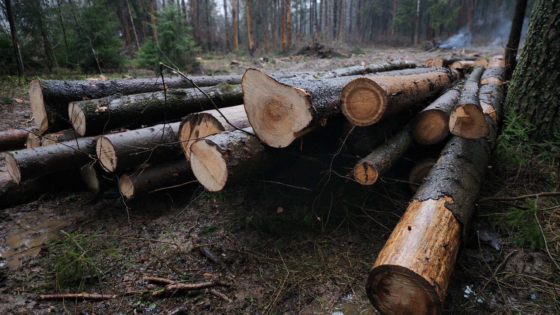 Руза, Лесничество, санитарная вырубка леса, Экология,