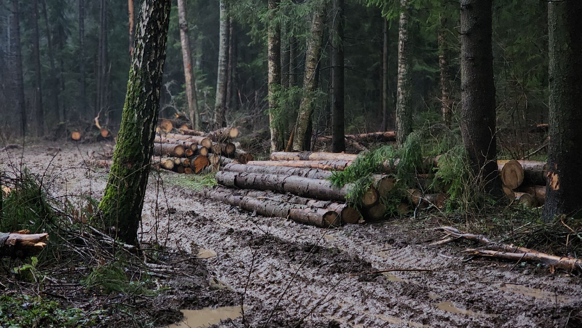 Руза, Лесничество, санитарная вырубка леса, Экология,
