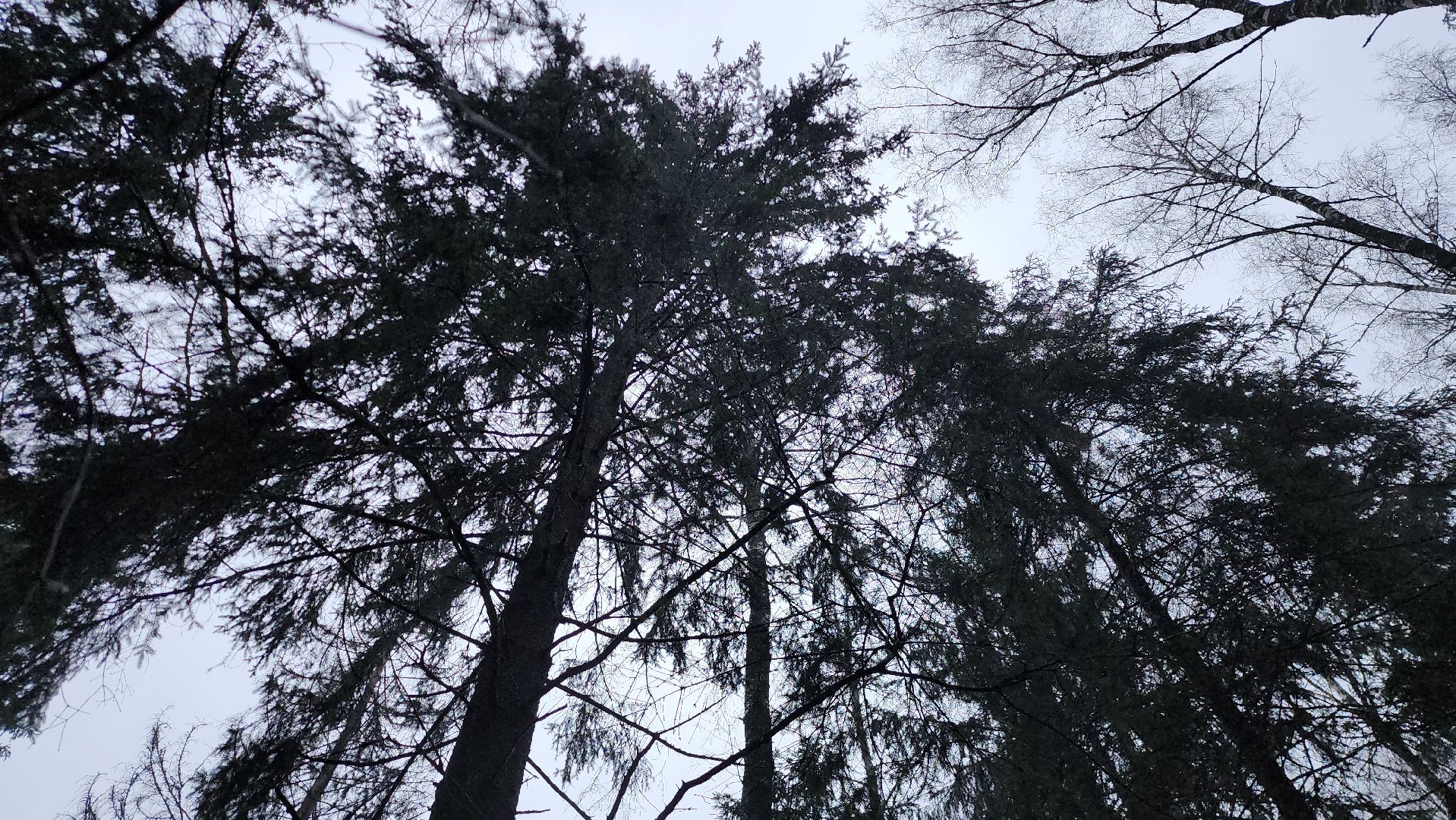 Руза, Лесничество, санитарная вырубка леса, Экология,