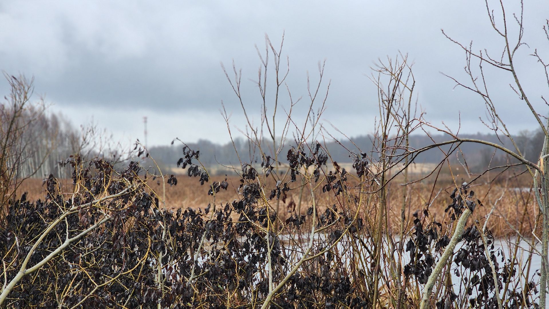 клин, папивино, добродел, очистка водоемов,