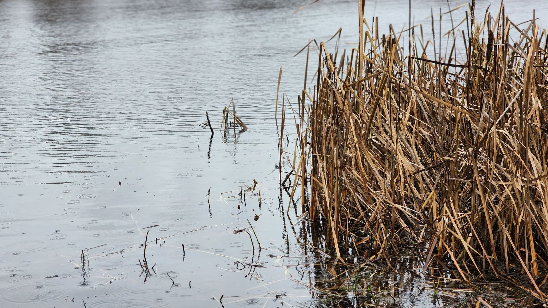 клин, папивино, добродел, очистка водоемов,