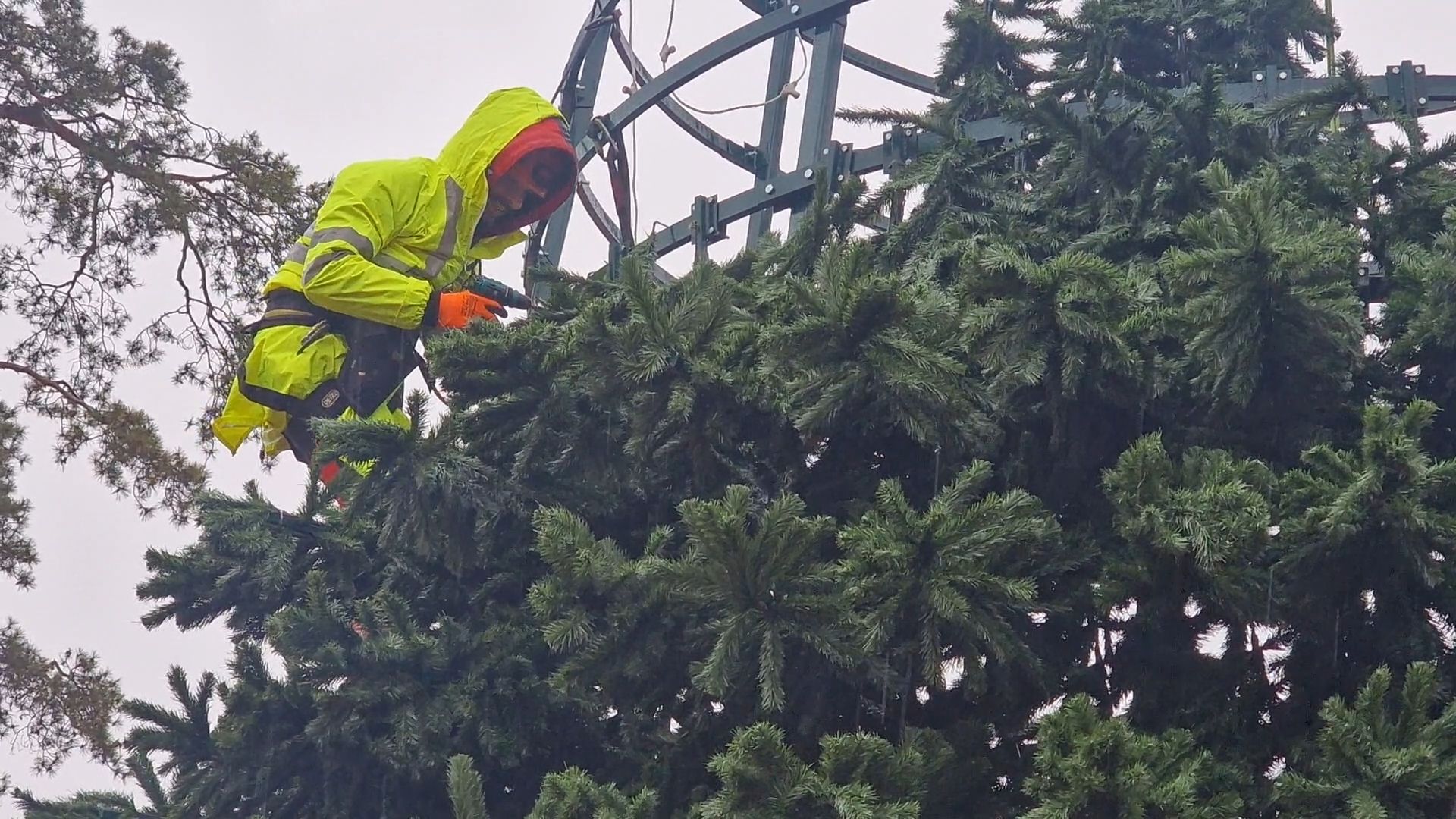 восемнадцатиметровую новогоднюю елку собирают на площади перед ледовым дворцом в балашихе, балашиха,