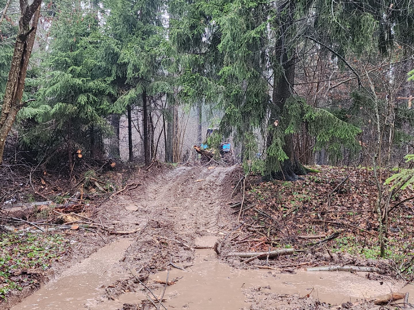 сергиев посад, сергиево-посадский городской округ, деулино, деулинская слобода, лес, естественное лесовосстановление, санитарная рубка леса, мособллес,