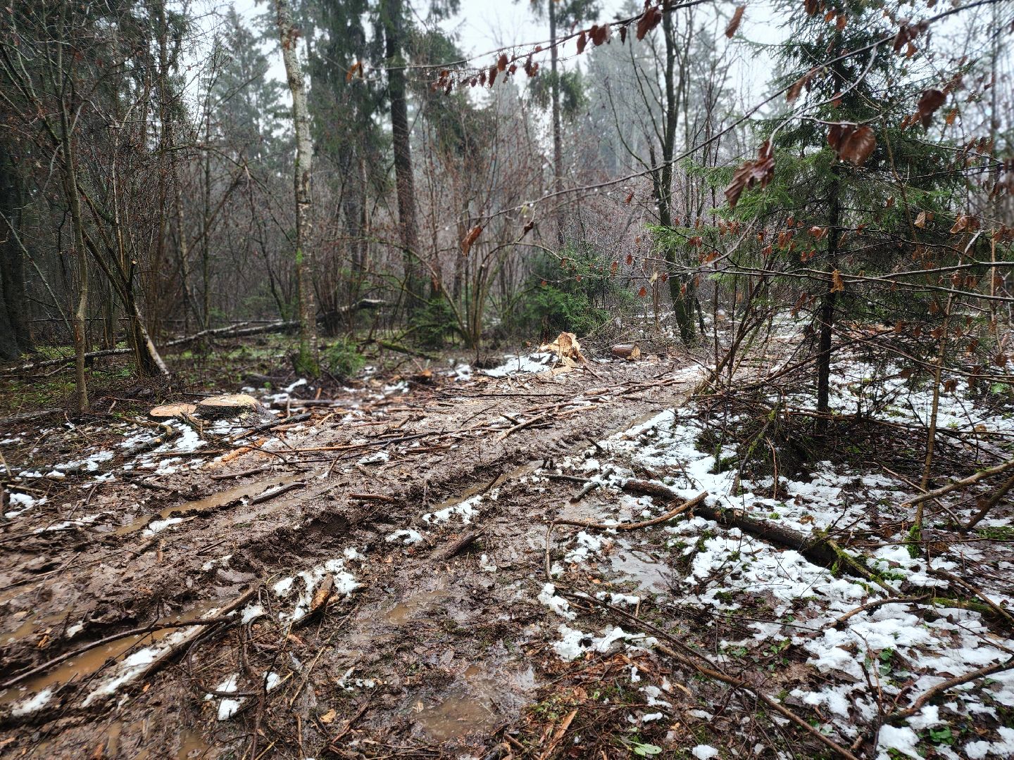 сергиев посад, сергиево-посадский городской округ, деулино, деулинская слобода, лес, естественное лесовосстановление, санитарная рубка леса, мособллес,