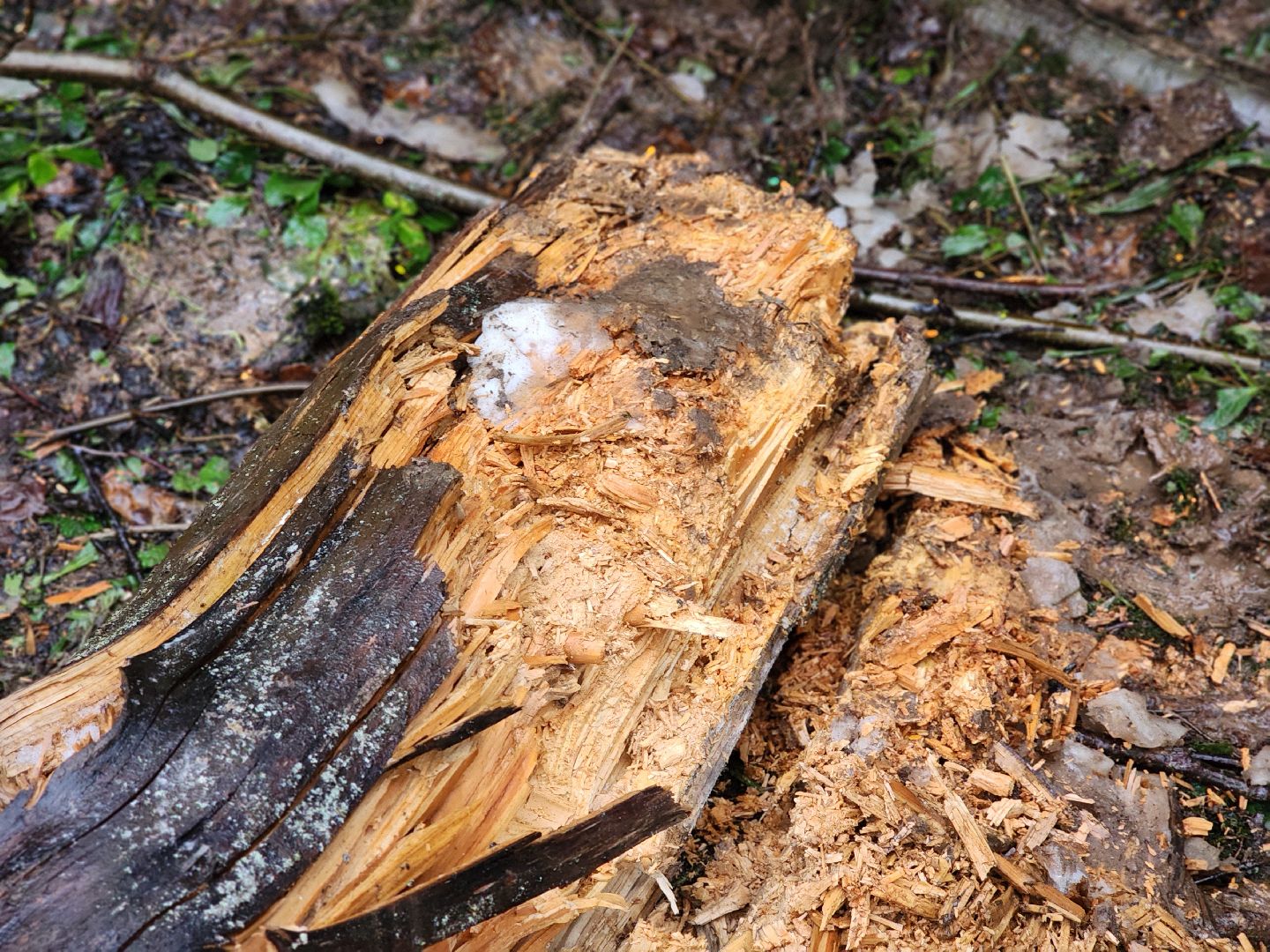 сергиев посад, сергиево-посадский городской округ, деулино, деулинская слобода, лес, естественное лесовосстановление, санитарная рубка леса, мособллес,
