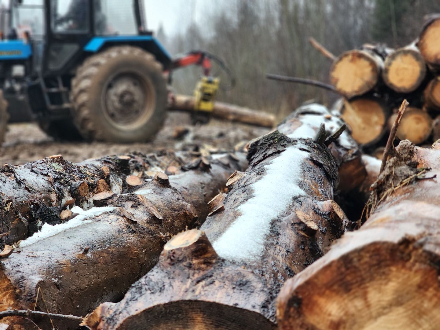 сергиев посад, сергиево-посадский городской округ, деулино, деулинская слобода, лес, естественное лесовосстановление, санитарная рубка леса, мособллес,