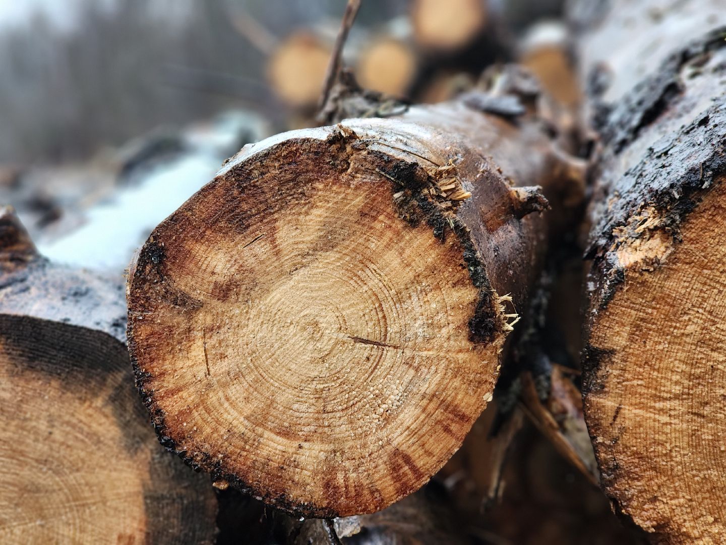 сергиев посад, сергиево-посадский городской округ, деулино, деулинская слобода, лес, естественное лесовосстановление, санитарная рубка леса, мособллес,