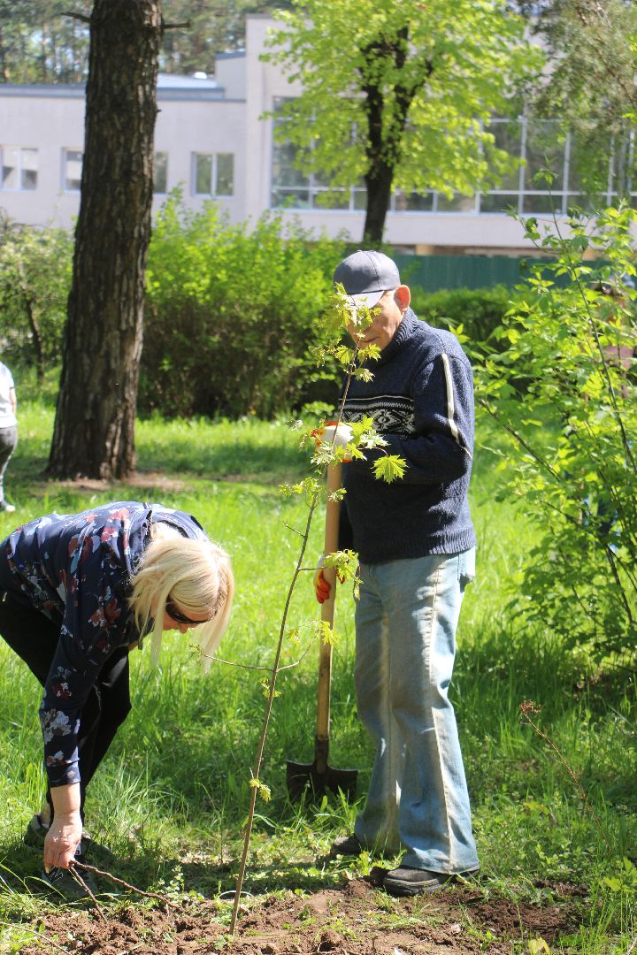 Лес Победы, клены, Протвино, акция, озеленение, экология